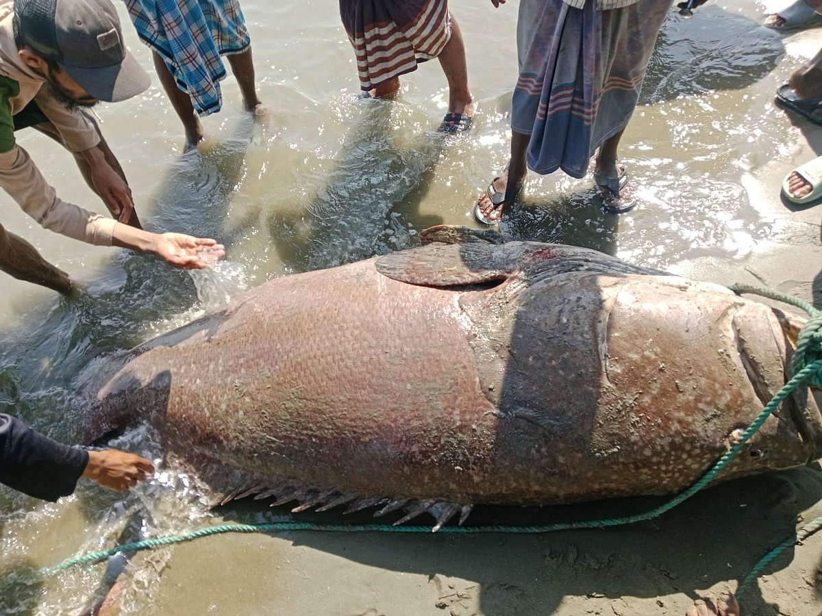 কক্সবাজারের টেকনাফে ধরা পড়া ভোল মাছ। আজ সকালে তোলা