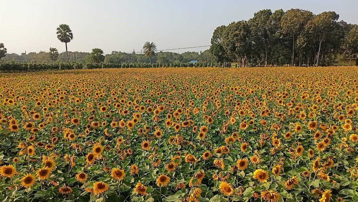 এ বছর ফরিদপুরের বিভিন্ন উপজেলায় মোট ২৬ দশমিক ৮৫ একর জমিতে সূর্যমুখী ফুলের চাষাবাদ করা হয়েছে