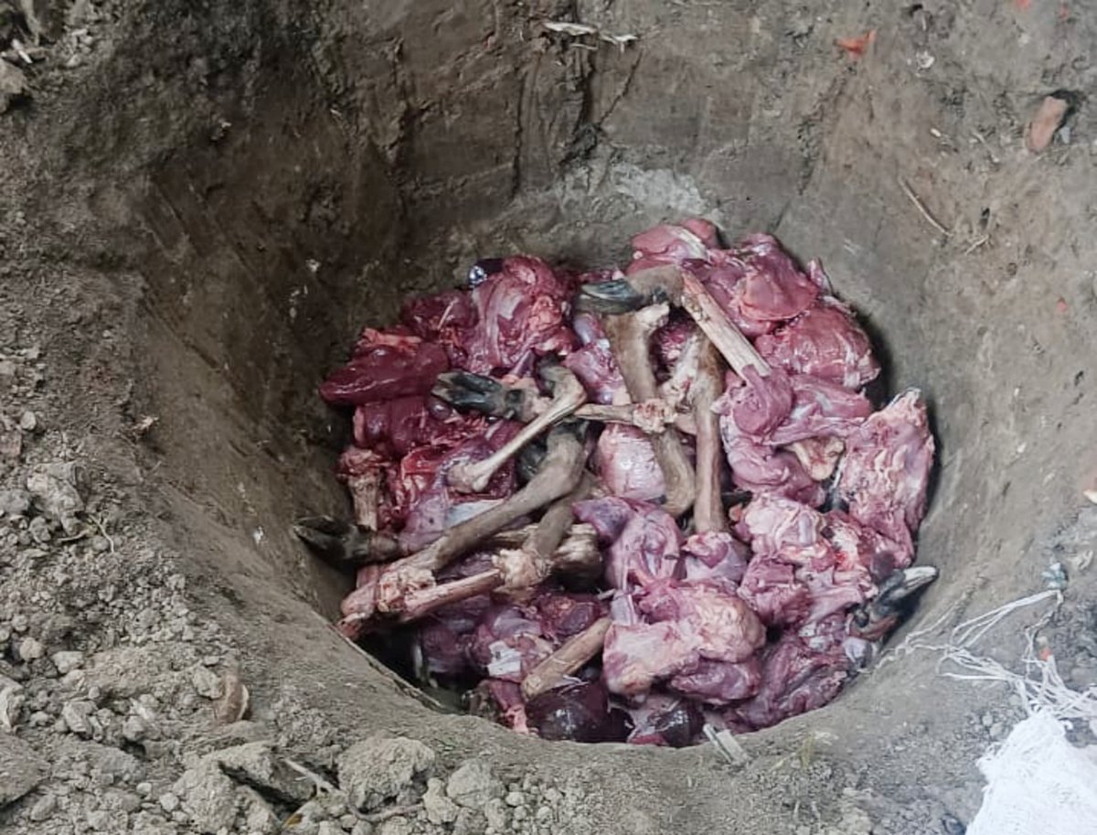 উদ্ধার করা হরিণের মাংস মাটিতে পুঁতে ফেলা হচ্ছে। বৃহস্পতিবার বিকেলে কয়রার সিনিয়র জুডিশিয়াল ম্যাজিস্ট্রেট আদালত ভবনের পেছনে