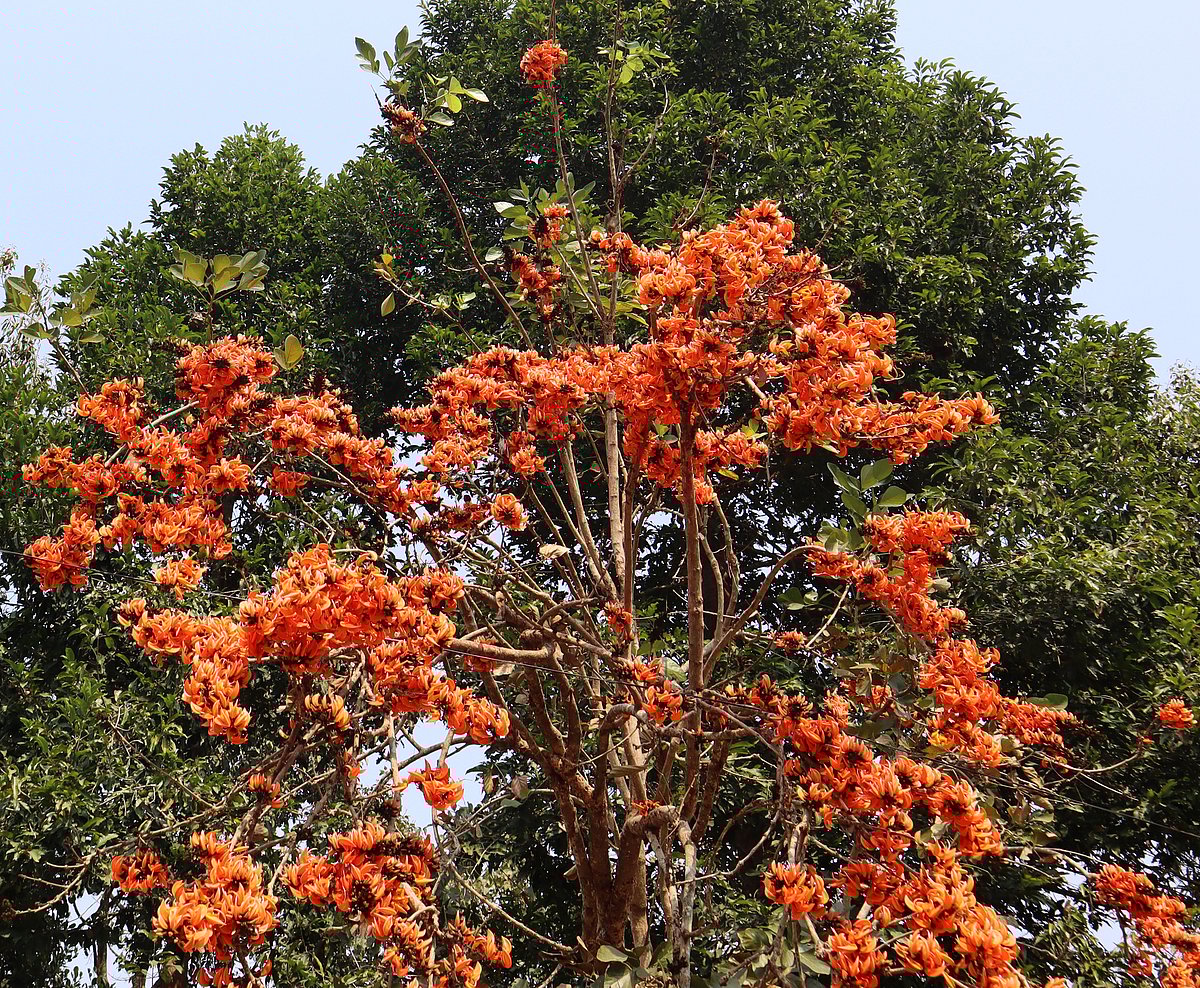 আগুনরাঙা পলাশ। মৌলভীবাজারে বন বিভাগের বন্য প্রাণী ব্যবস্থাপনা ও প্রকৃতি সংরক্ষণ বিভাগের কার্যালয় প্রাঙ্গণে