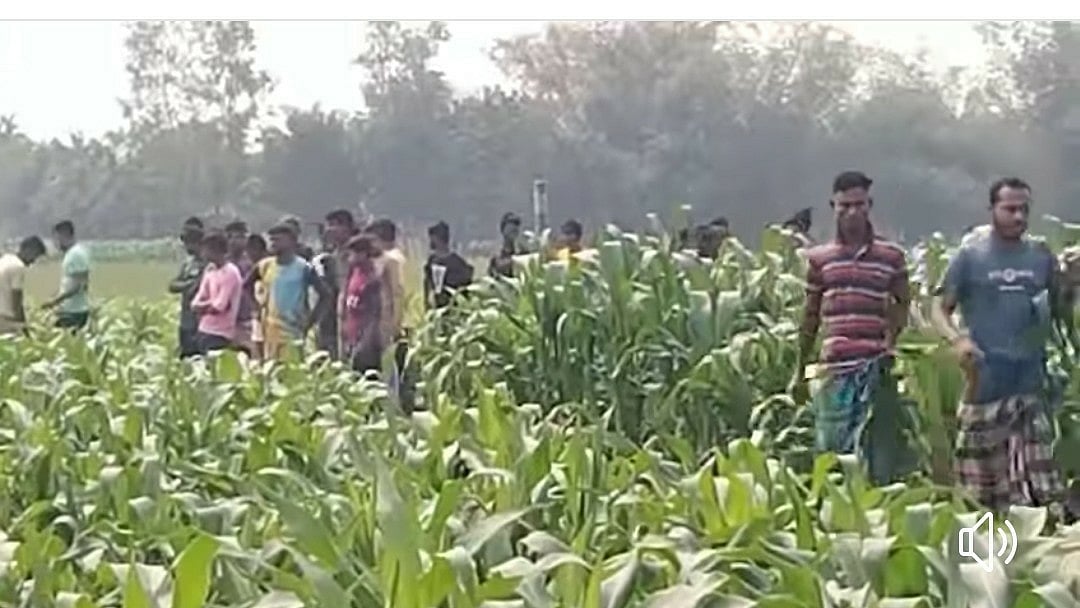 ভুট্টাখেত থেকে উদ্ধার করা নারীর লাশ। রংপুরের বদরগঞ্জ উপজেলার দামোদরপুর ইউনিয়নের কালীরহাট বালাপাড়া গ্রামের পাশে আজ শুক্রবার দুপুরে