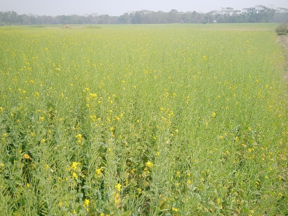 মাঠজুড়ে শর্ষেখেত; গাছের শাখায় হলুদ ফুলের সমারোহ। গতকাল বৃহস্পতিবার দুপুরে বরিশাল সদর উপজেরার চাঁদপুরা ইউনিয়নের হিজলতলা গ্রামে