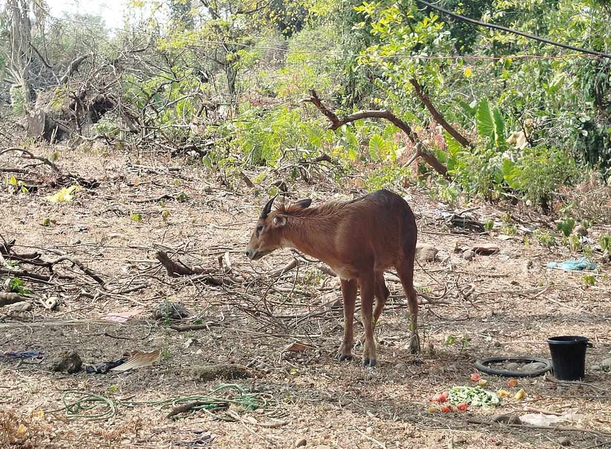 সিলেটের কানাইঘাটের লোভাছড়া নদীতে পানি খেতে এসে এলাকাবাসীর হাতে ধরা পড়ে বিলুপ্তপ্রায় এই বনছাগল। পরে এটিকে বনে অবমুক্ত করা হয়। শনিবার দুপুরে