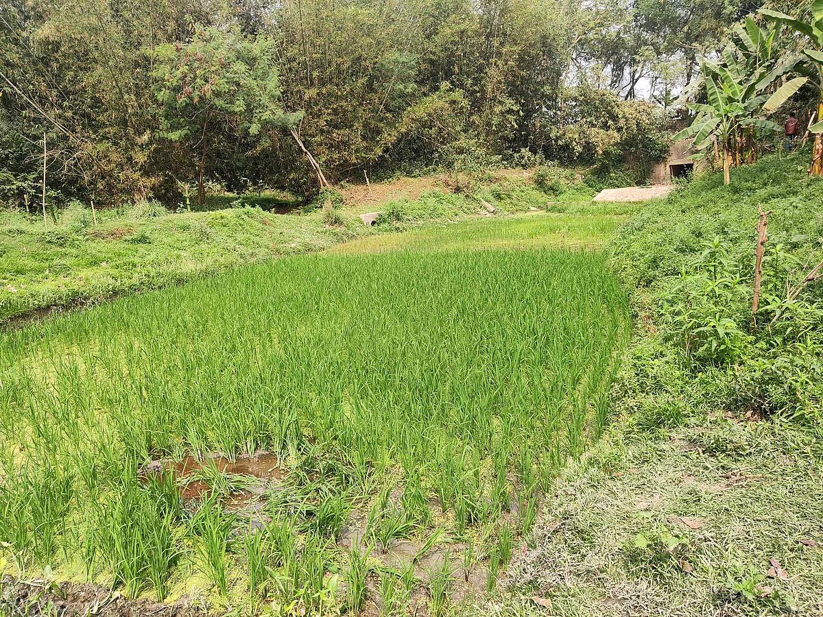 ঝিনাইদহের শৈলকুপায় এই স্থানে তিনজনকে গুলি করে হত্যা করা হয়। শনিবার দুপুরে উপজেলার রামচন্দ্রপুর গ্রামের মাঠে