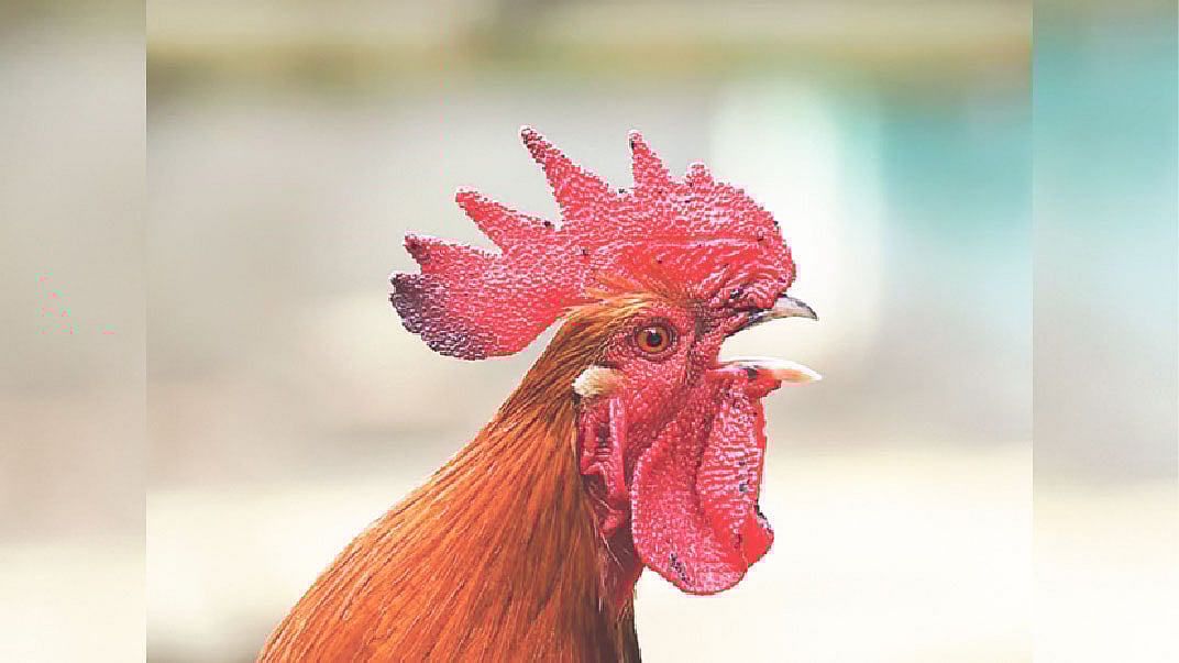 প্রতীকী ছবি