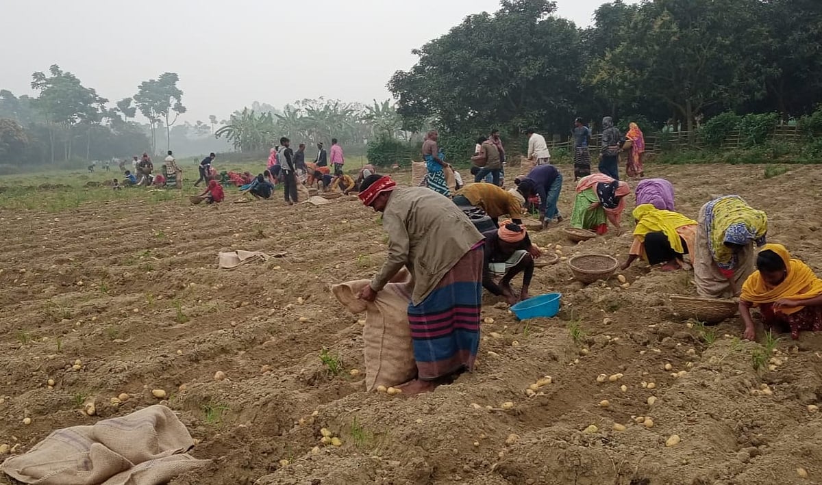 রাজশাহীর তানোর উপজেলার চোরখৈর গ্রামে এবার আলুর ভালো ফলন হয়েছে। এ উপলক্ষে নবান্ন উৎসবের মতো অনুষ্ঠানের আয়োজন করেন রানা চৌধুরী নামের এক কৃষক