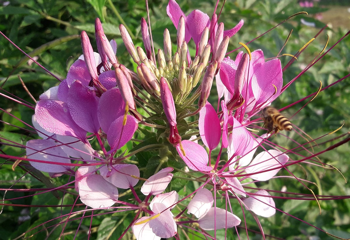 মৌলভীবাজার শহরের কোদালীপুলে ফুটে আছে হুরহুরে ফুল। মৌমাছিরা মধুর লোভে বুনো ফুলে আসর জমিয়েছে