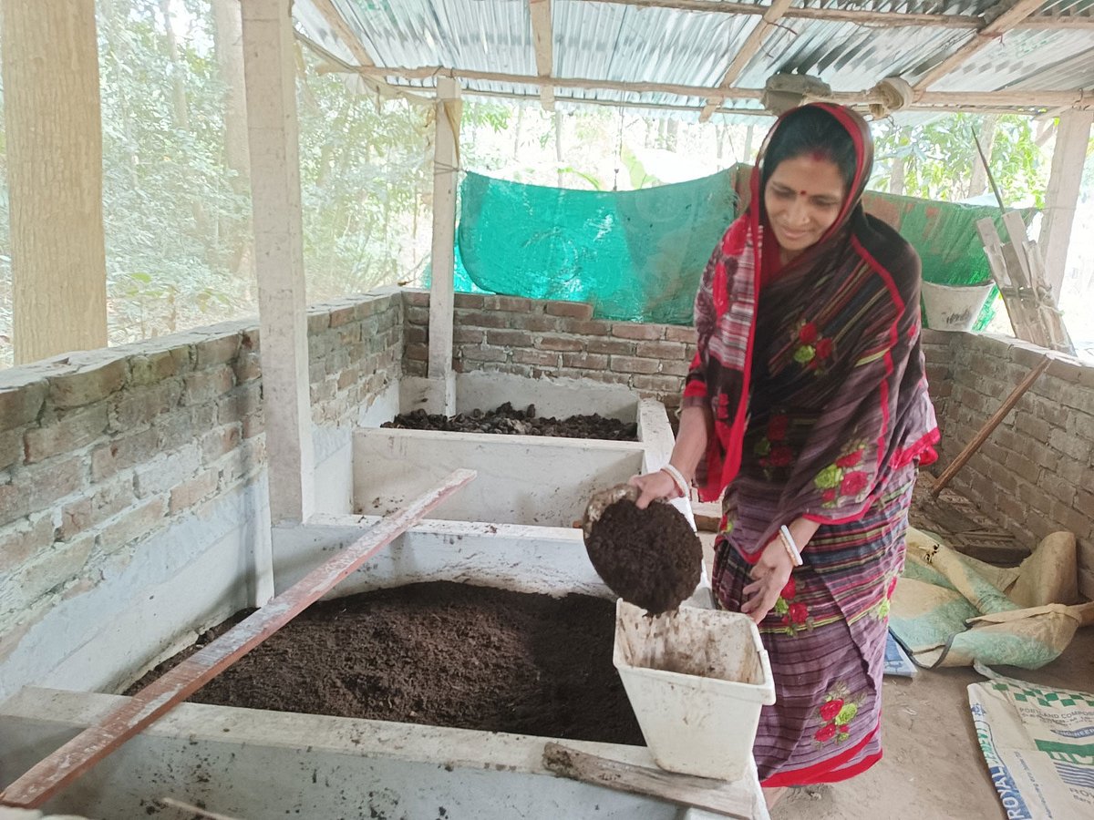 নিজের উৎপাদিত কেঁচো সার সংগ্রহ করছেন অঞ্জু মজুমদার