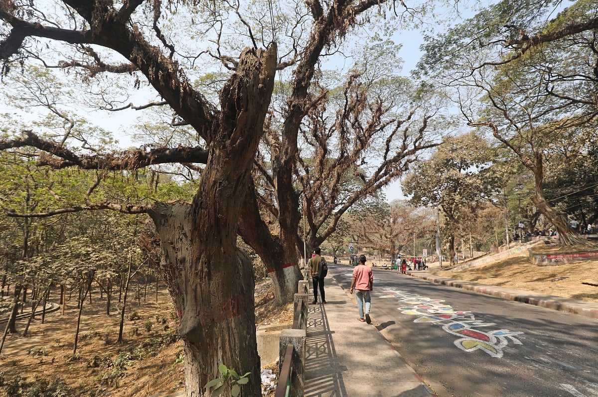 মরে যাওয়া একটি গাছ। আজ সকালে চট্টগ্রাম নগরের সিআরবিতে