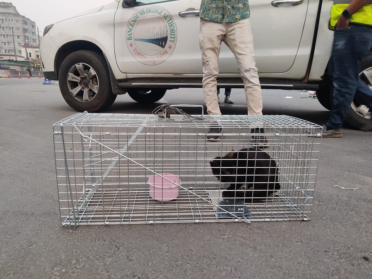 খাঁচায় ফাঁদ পেতে বিড়ালটিকে উদ্ধার করা হয়