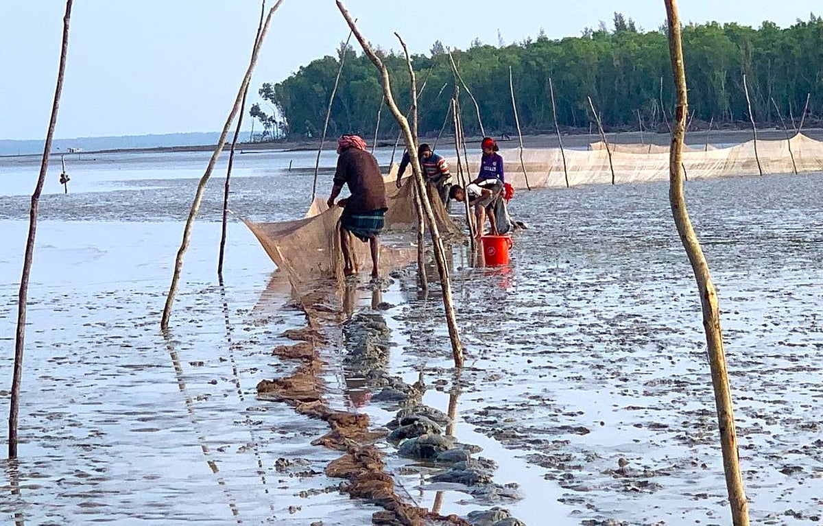 টেংরাগিরি বনাঞ্চলের পাশে তিন নদীর মোহনায় অবৈধ খুঁটা জাল দিয়ে চলছে মাছ নিধনের মহোৎসব। গত বৃহস্পতিবার তোলা