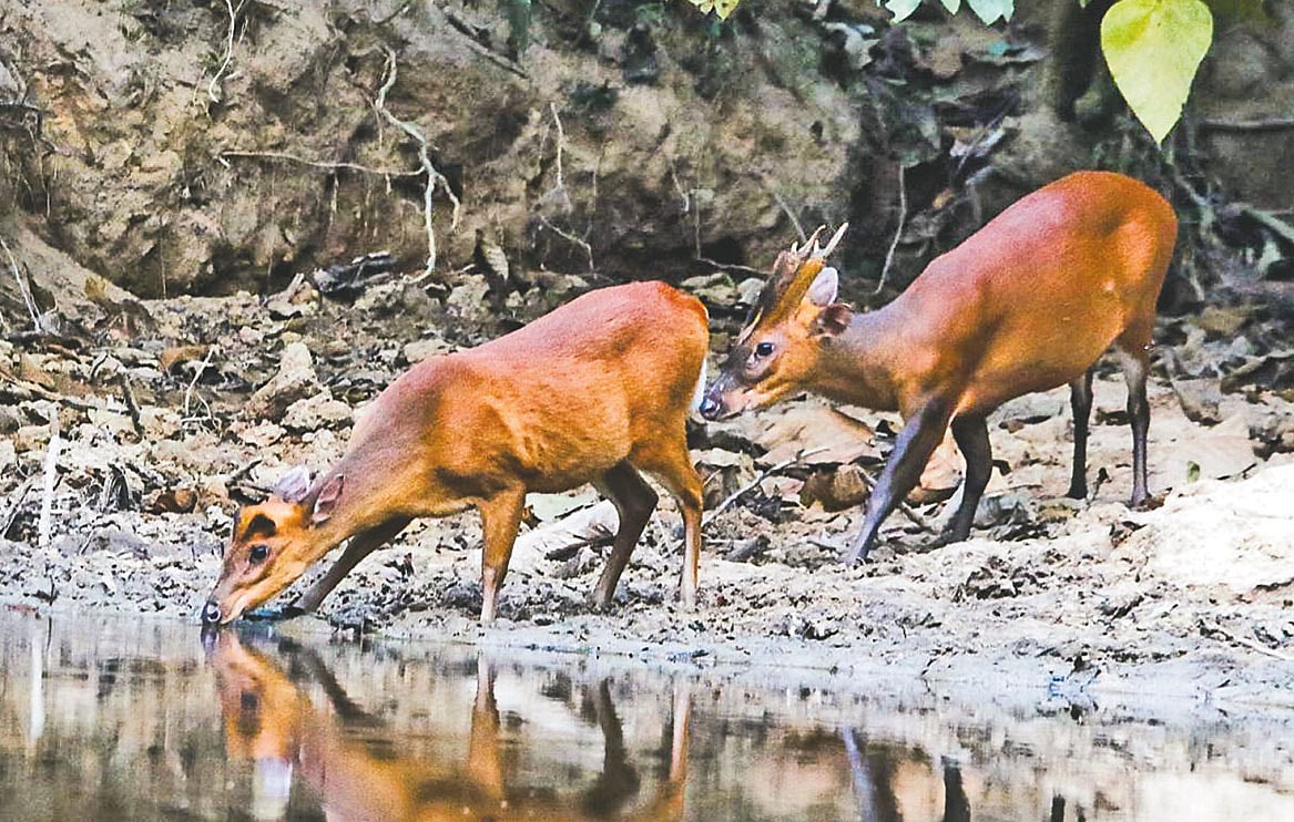 মায়া হরিণ বন থেকে প্রায় হারিয়ে যেতে বসেছে। হবিগঞ্জের সাতছড়ি বনে