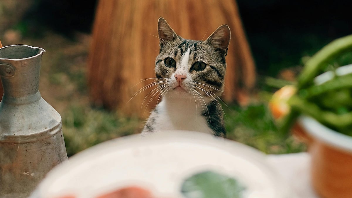 ক্রমাগত কেবল প্যাকেটজাত খাবার খাওয়ার কারণে কিন্তু আপনার পোষা প্রাণী স্বাস্থ্যঝুঁকিতে পড়তে পারে
