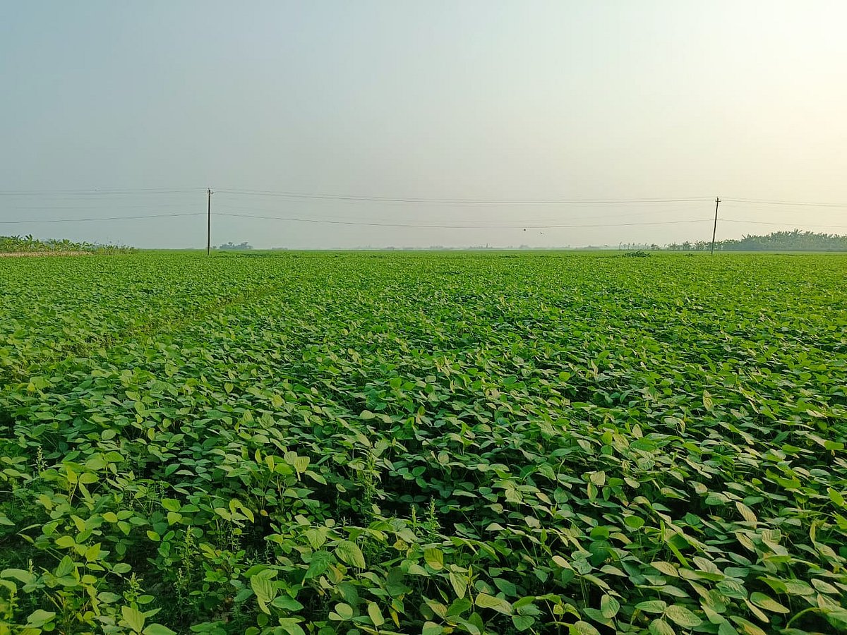 বিস্তীর্ণ মাঠজুড়ে করা হয়েছে সয়াবিনের চাষ। সম্প্রতি লক্ষ্মীপুরের রায়পুর উপজেলার দক্ষিণ চর বংশীর চর কাছিয়া এলাকায়