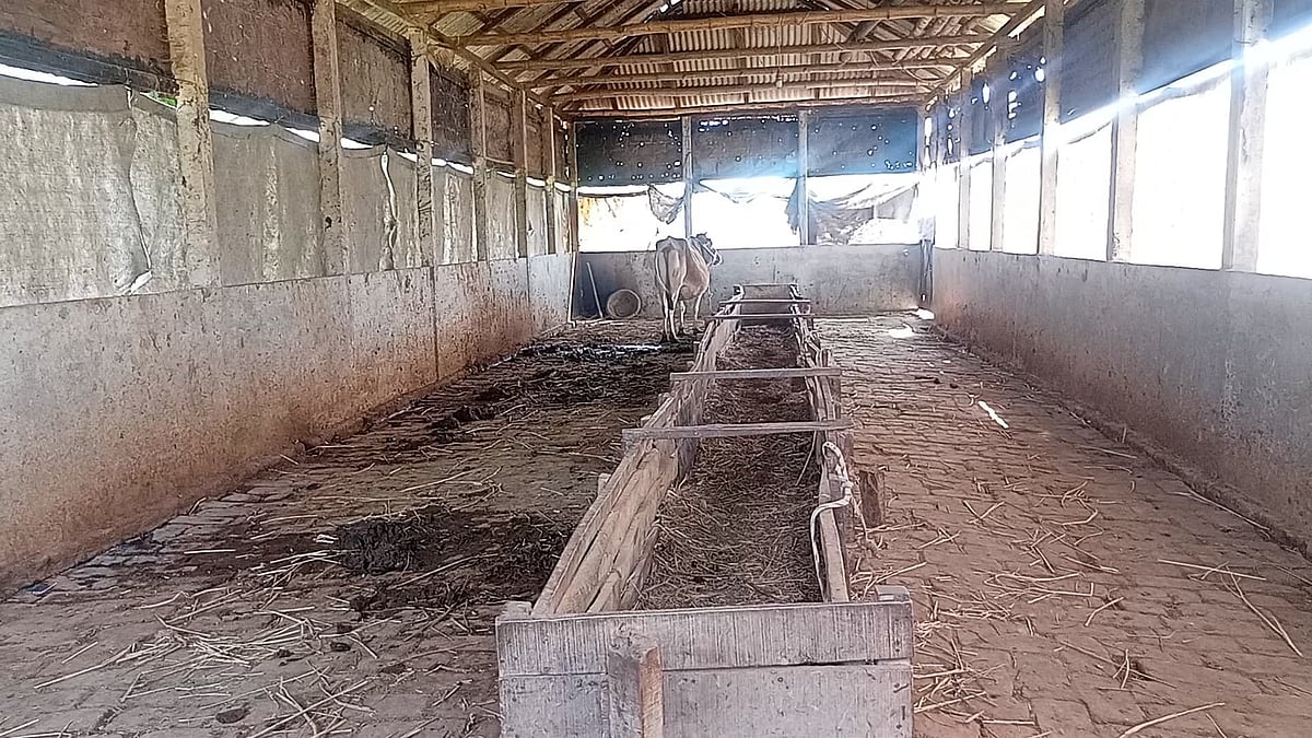 নেত্রকোনার দুর্গাপুর উপজেলার কাকৈরগড়া ইউনিয়নের গোদারিয়া চৌরাস্তা এলাকার মাহবুবুল হকের গরুর খামার। এই খামার থেকে সাতটি গরু লুট করে নিয়ে গেছে দুর্বৃত্তরা