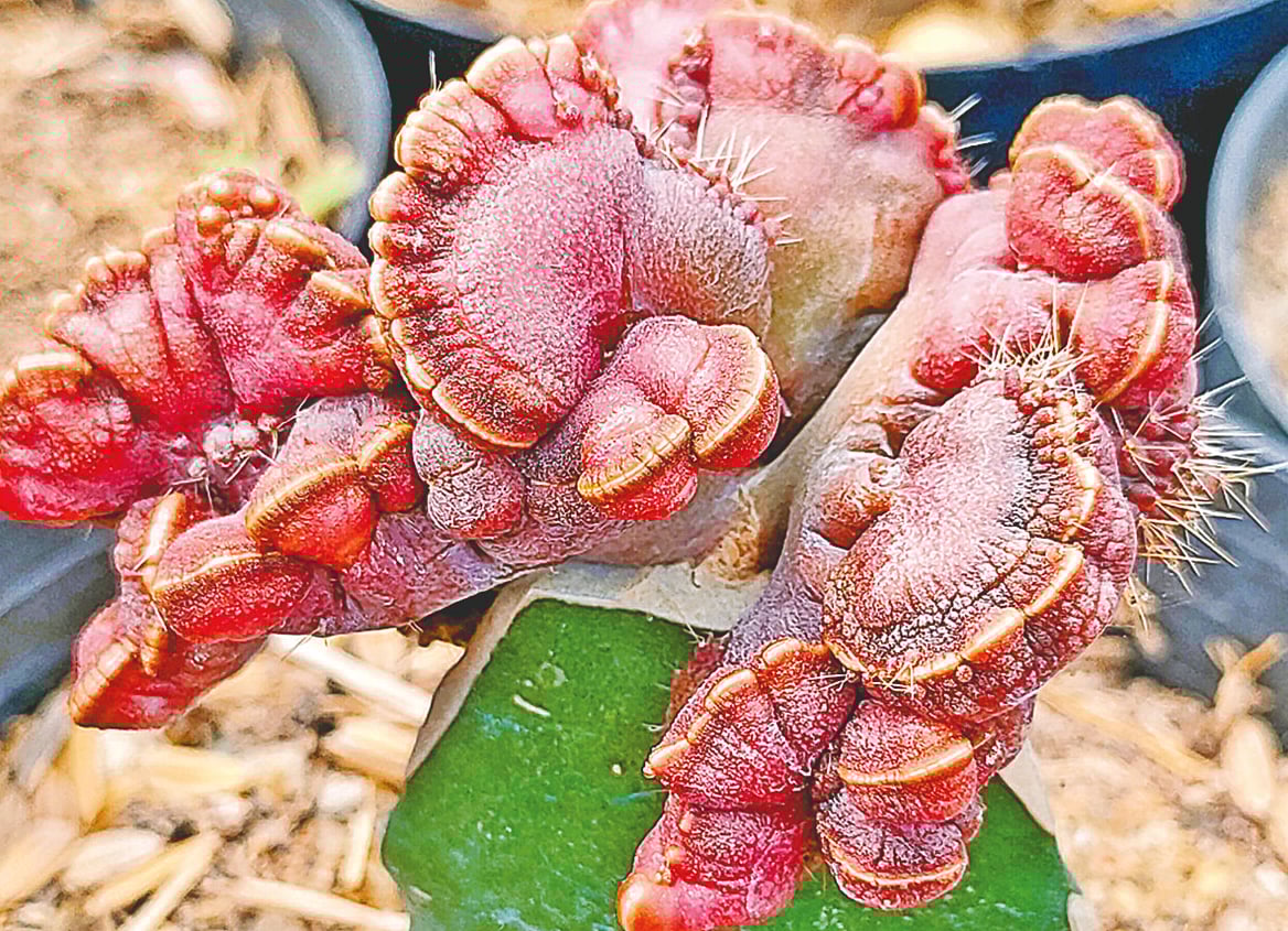 মাদারীপুরে দেখা চকলেট ক্যাকটাস