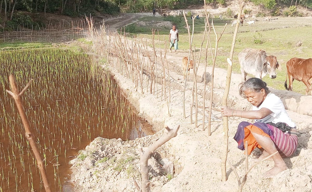 শেরপুরের নালিতাবাড়ীর গারো পাহাড়ের ঢালে বন্য হাতির হাত থেকে ফসল রক্ষায় বেড়া দিচ্ছিলেন দিনা মারাক। গতকাল দুপুরে মধুটিলা এলাকায়