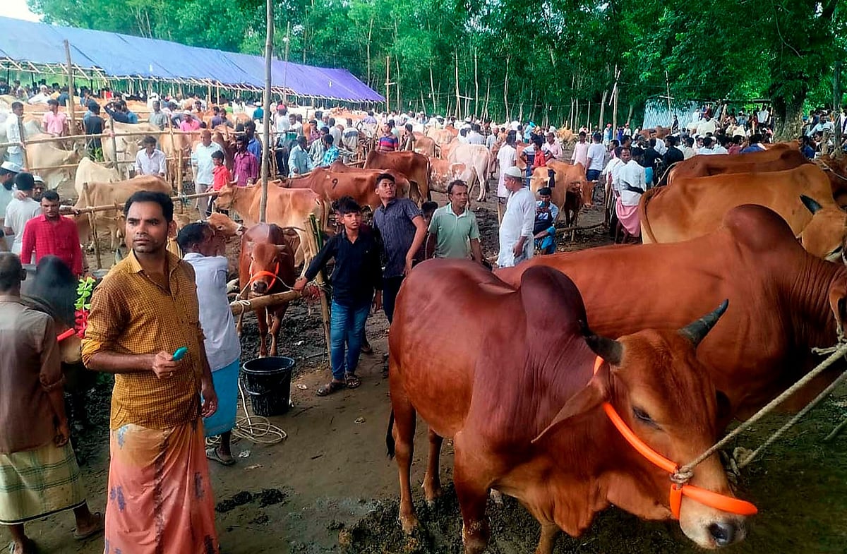 কক্সবাজারের রামুর গর্জনিয়া বাজারে বিক্রি হয় মিয়ানমার সীমান্ত দিয়ে আনা চোরাই গরু