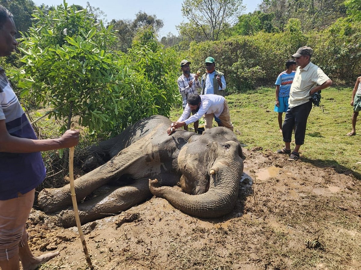 চট্টগ্রামের বাঁশখালীতে আটকে পড়া হাতি উদ্ধার করে সারিয়ে তুলতে দুই দিন ধরে চলছে চিকিৎসা