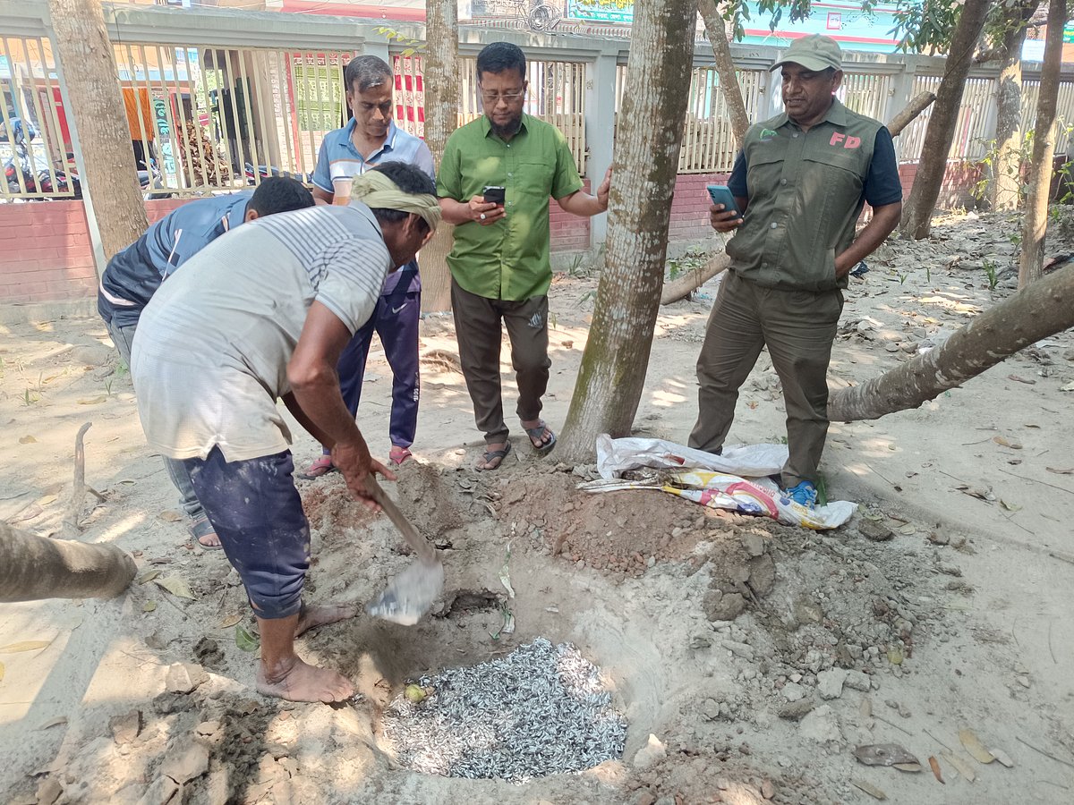 জব্দ করা পারশে মাছের পোনা মাটিতে পুঁতে ফেলা হচ্ছে। আজ রোববার দুপুরে কয়রার সিনিয়র জুডিশিয়াল ম্যাজিস্ট্রেট আদালত ভবনের পেছনে