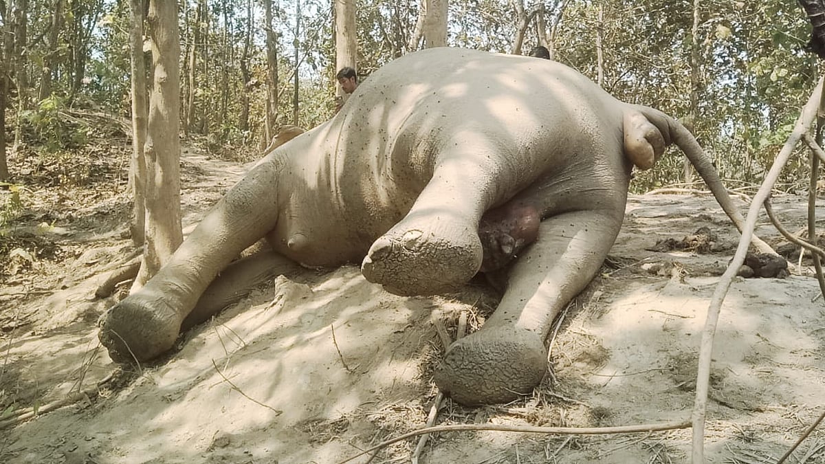 মৃত মা–হাতি