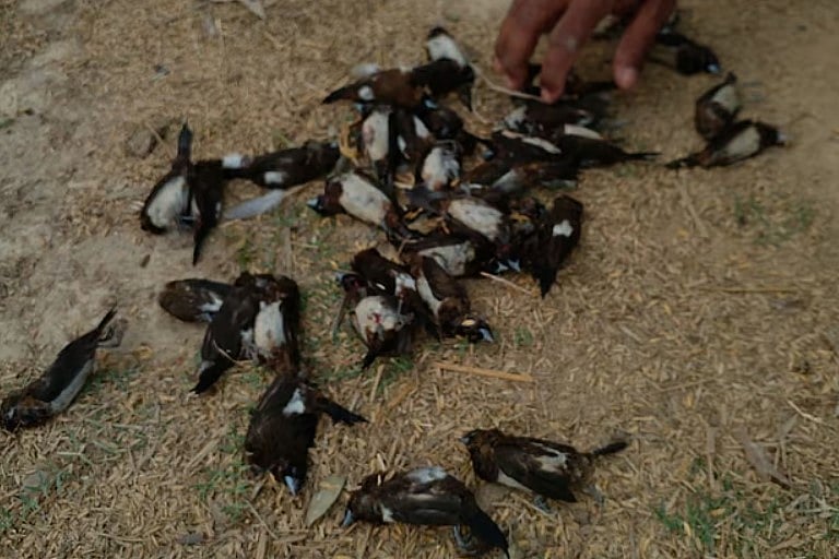 ফাইল ছবি