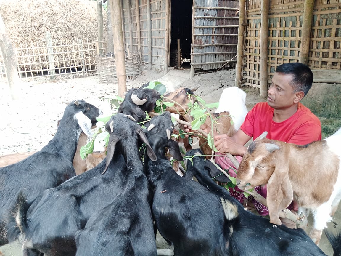 নিজ বাড়ির উঠানে ছাগলকে খাবার খাওয়াচ্ছেন মোকলেছার রহমান। রংপুরের তারাগঞ্জ উপজেলার সয়ার ইউনিয়নের ডারারপাড় গ্রামে