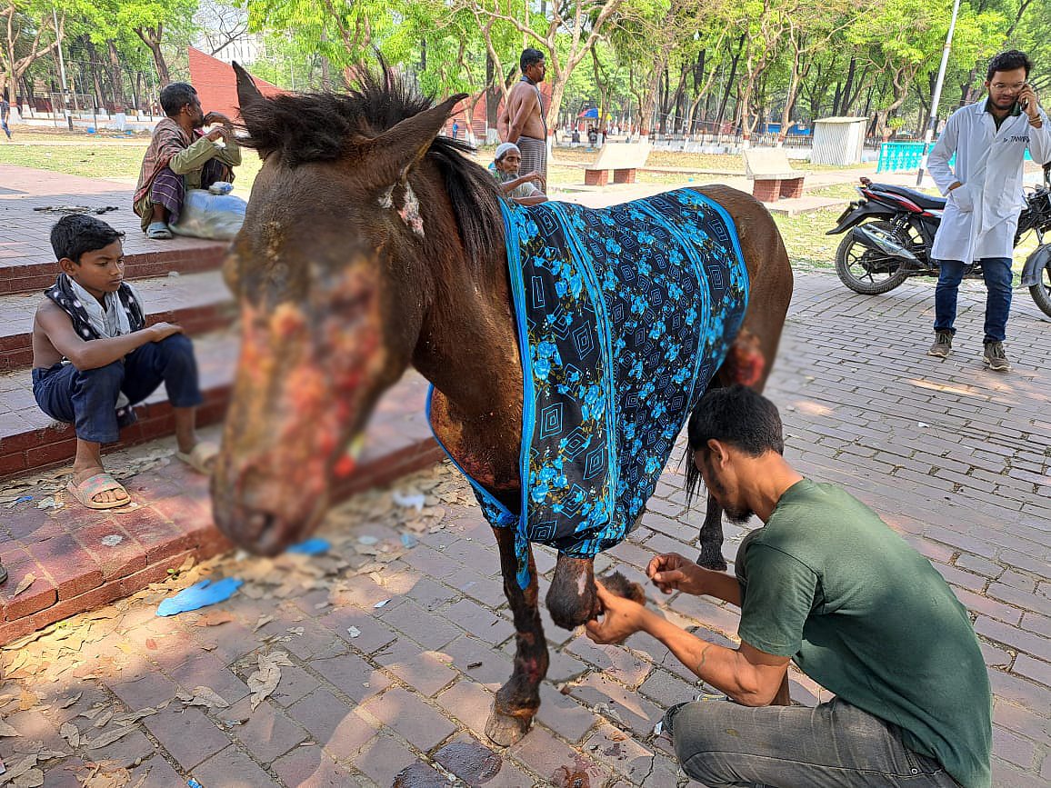 পঙ্খিরানির ক্ষতস্থান পরিষ্কার করছেন মালিক মো. শরীফ। ঢাকা, ১৫ মার্চ