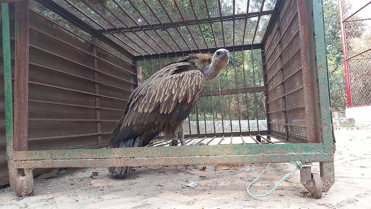 শকুন উদ্ধার করে নিয়ে গেছে বন বিভাগ। গতকাল শনিবার দুপুরে