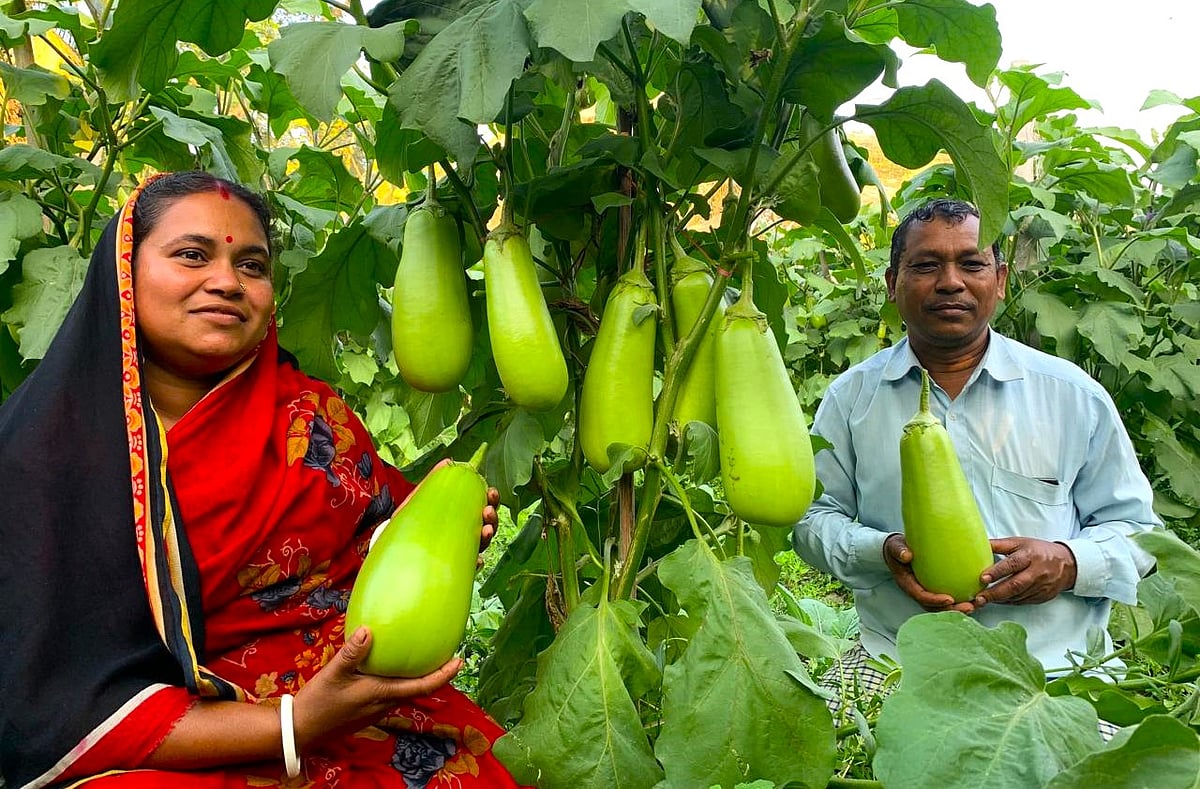 বিপ্লব শিকদার ও তাঁর স্ত্রী সংগীতা রাণী নিজেদের খেতে উৎপাদিত বেগুন দেখাচ্ছেন। সম্প্রতি বরগুনার তালতলী উপজেলার পাজরাভাঙ্গা এলাকায়