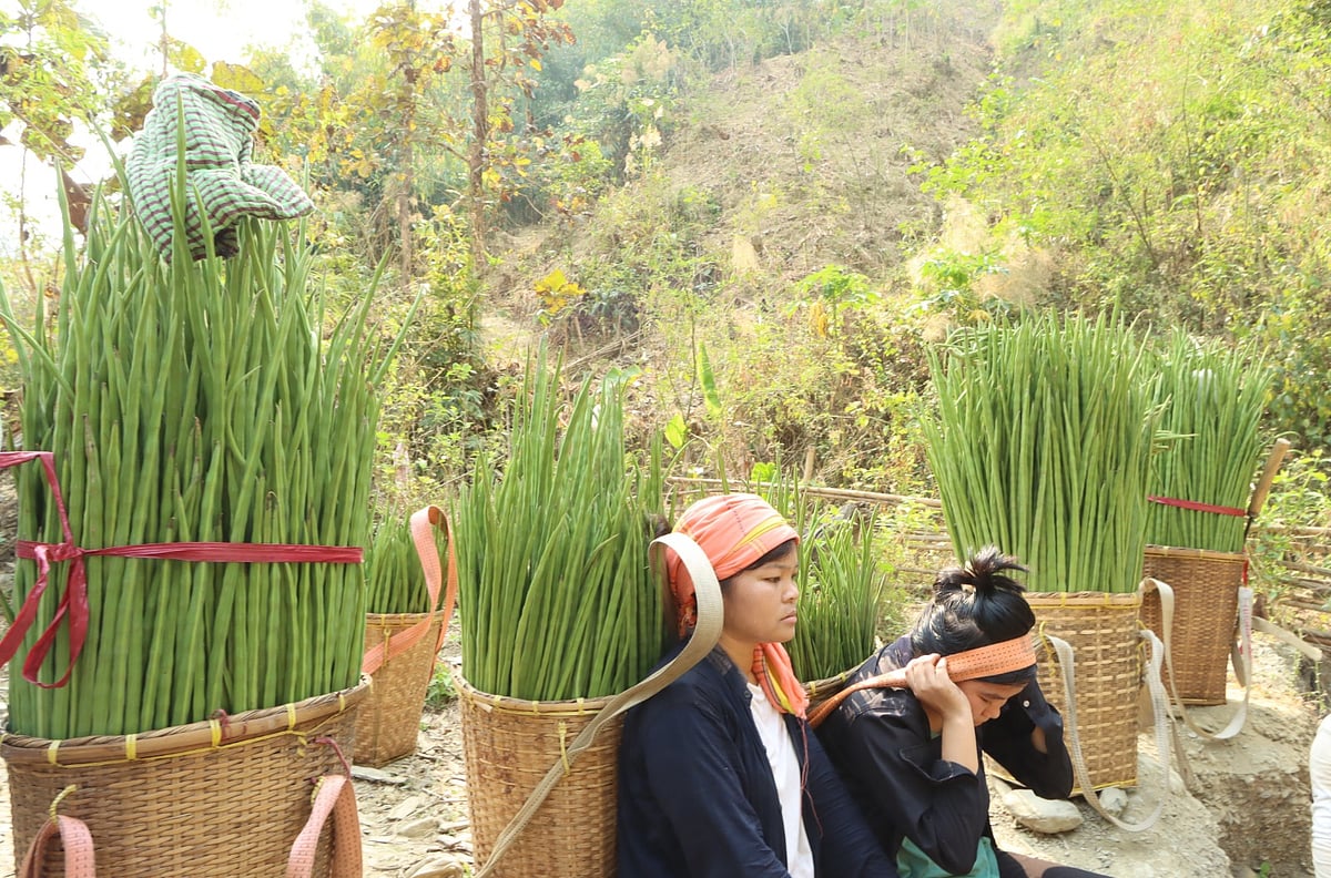 বাগান থেকে সজনে ডাঁটা সংগ্রহ করে ওজন মেপে আটি বাঁধা হচ্ছে রাঙামাটির কাপ্তাইয়ের দেবতা ছড়ি গ্রাম থেকে সম্প্রতি তোলা