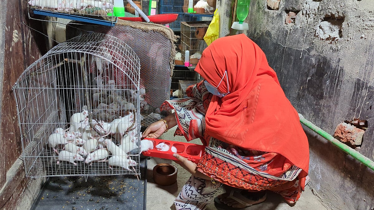 প্রাণিবিদ্যায় পড়াশোনা করা লাবণী আক্তার নিজের বাড়িতে ইঁদুর লালন-পালন করেন