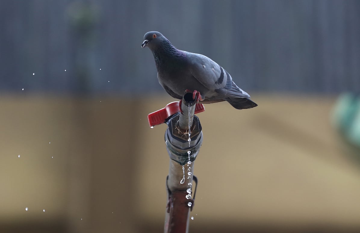 গরমের দিনে ঘরে-বাইরে প্রাণীদের জন্য আমাদের কিছু করার দায়িত্ব আছে