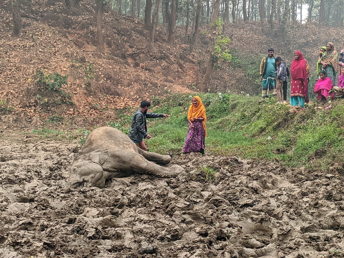 শেরপু‌রের না‌লিতাবাড়ীতে জেনা‌রেট‌রের তা‌রে জ‌ড়ি‌য়ে একটি বন্য হাতির মৃত্যু হয়েছে। আজ শুক্রবার সকা‌লে উপজেলার পূর্ব সমশ্চুড়া গ্রামে