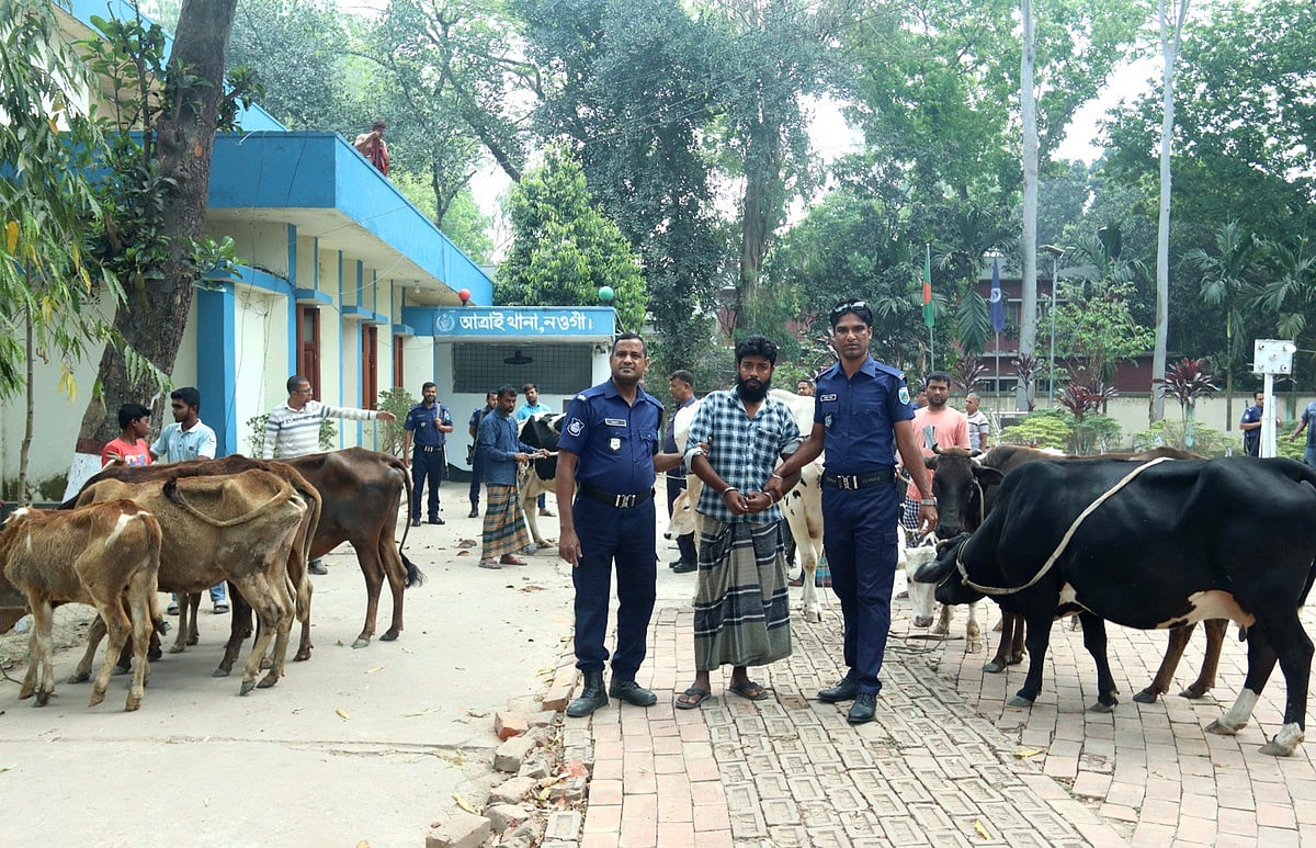 স্থানীয় বিএনপি নেতার বাড়ি থেকে ১৩টি চোরাই গরু উদ্ধার করা হয়েছে। এ ঘটনায় জড়িত থাকার অভিযোগে একজনকে আটক করেছে পুলিশ। রোববার নওগাঁর আত্রাই থানায়