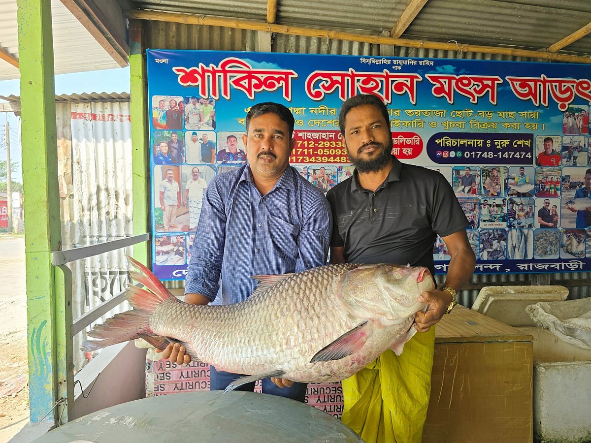 রাজবাড়ীর গোয়ালন্দে পদ্মা নদীতে ধরা পড়ে প্রায় ২৮ কেজি ওজনের কাতলা মাছটি। আজ সকালে দৌলতদিয়া মাছবাজারে
