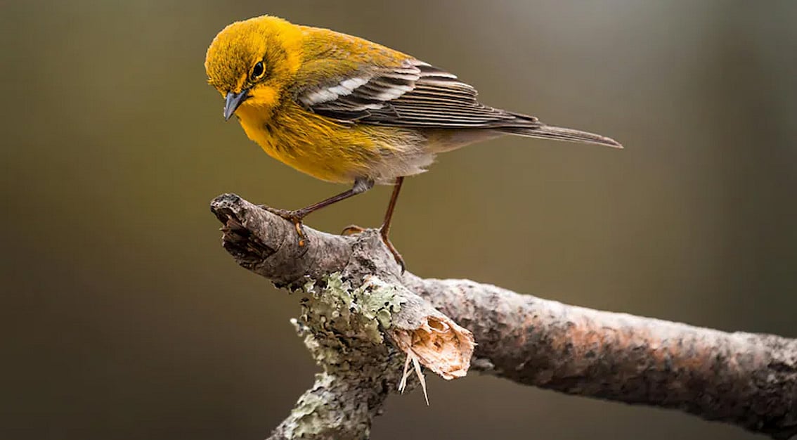 শব্দে বিরক্ত হয় পাখিরা