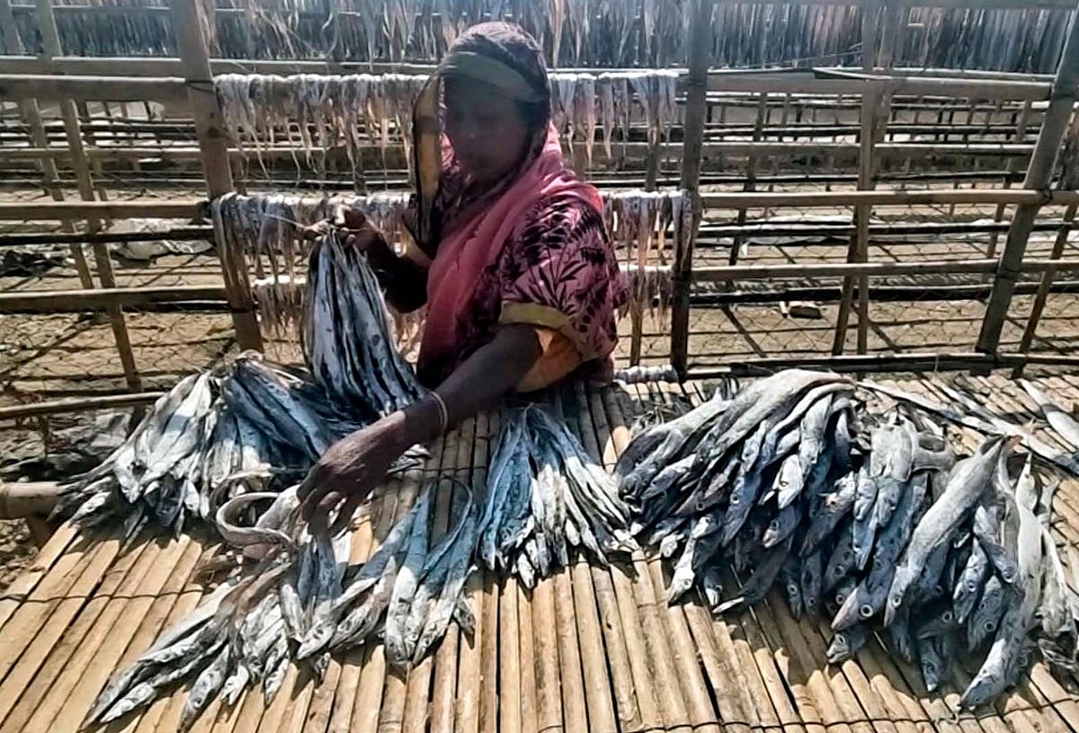 কক্সবাজার শহরের  নাজিরারটেক উপকূলের একটি মহালে শুঁটকির জন্য ছুরিমাছ বাছাই করছেন ফাতেমা বেগম। শুক্রবার সকালে