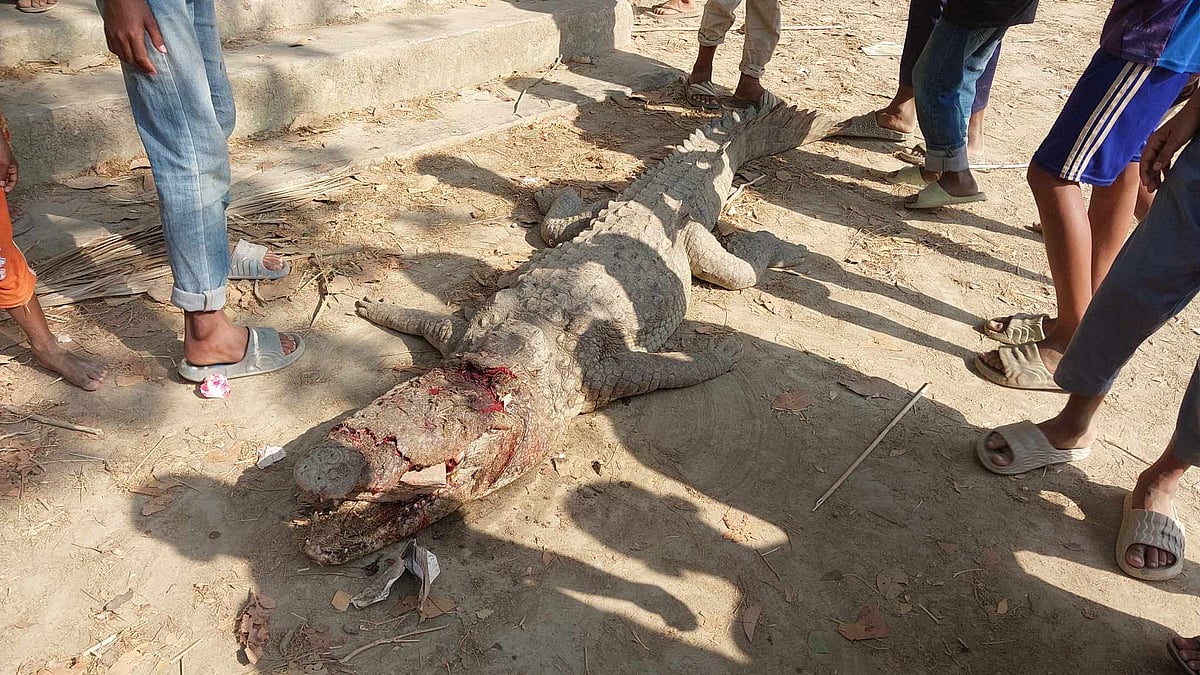 ফাঁদ পেতে কুমির ধরে পিটিয়ে হত্যা করে উৎসুক জনতা। আজ শনিবার দুপুরে মাদারীপুরের কালকিনি উপজেলার সাহেবরামপুর ইউনিয়নের নতুন আন্ডারচরে