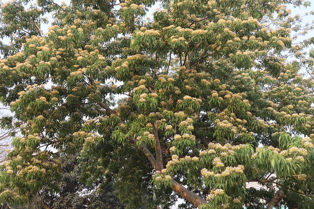 বরুণগাছে সাধারণত বসন্তের মাঝামাঝি সময়ে ফুল আসা শুরু হয়