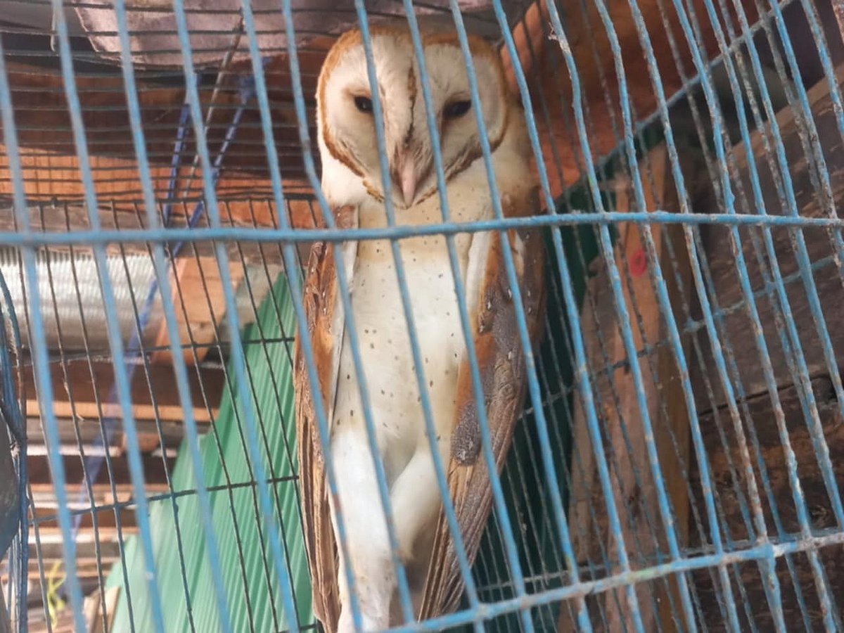 চট্টগ্রামের আনোয়ারায় শিশু-কিশোরদের হাতে ধরা পড়ার পর দুর্লভ সাদা প্যাঁচাটিকে একটি খাঁচায় রাখা হয়। পরে এটিকে অবমুক্ত করা হয়েছে।