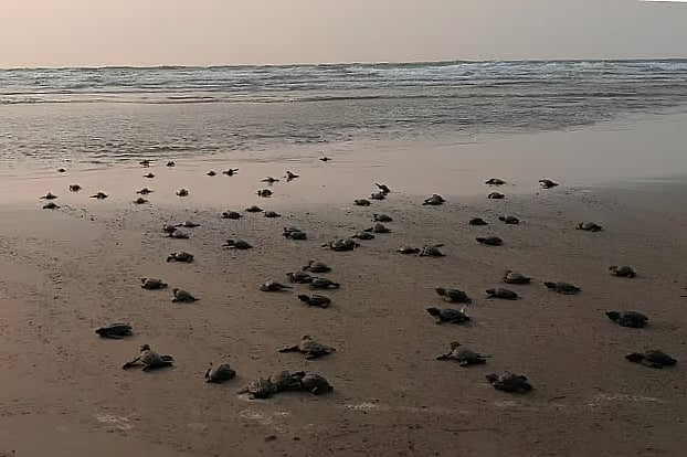 টেকনাফ সমুদ্রসৈকতসংলগ্ন হ্যাচারিতে জন্ম নেওয়া আরও ১১১টি কাছিম ছানা সাগরে ছেড়ে দেওয়া হয়েছে