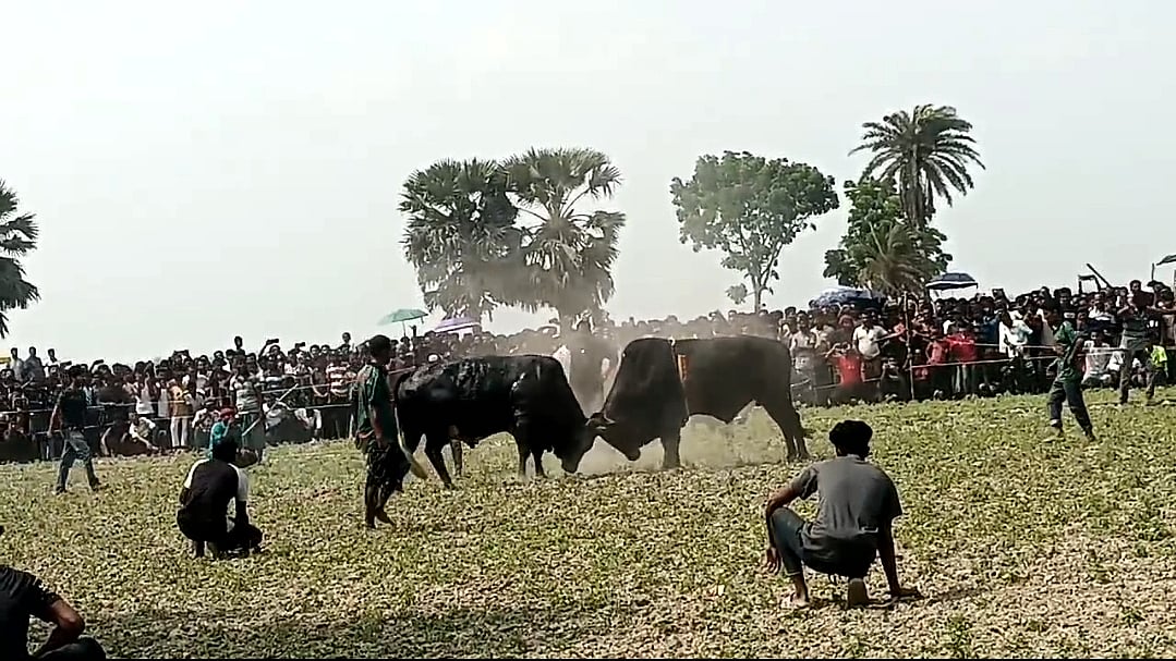 ঐতিহ্যবাহী ষাঁড়ের লড়াই দেখতে ভিড় করেন নানা বয়সী মানুষ। বৃহস্পতিবার বিকেলে নড়াইল সদর উপজেলার শিমুলিয়া গ্রামে