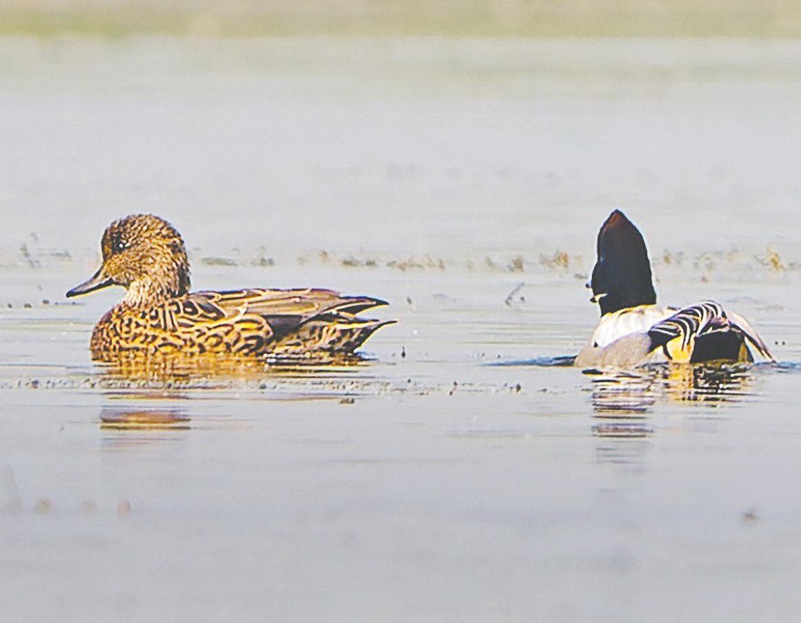 টাঙ্গুয়ার হাওরের রৌয়া বিলে ভাসমান কাস্তে হাঁসি, পাশে একটি হাঁসা