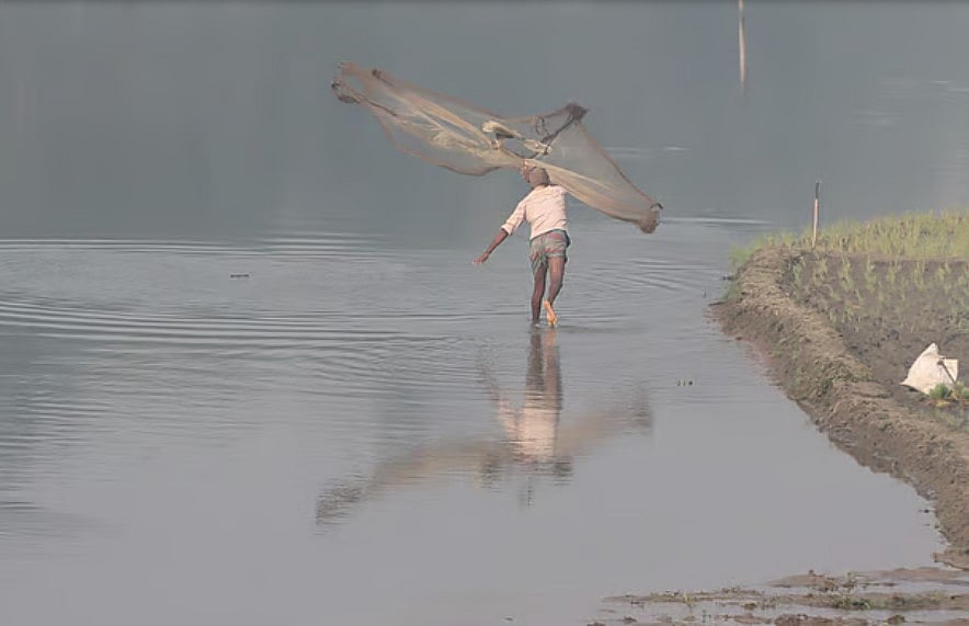 ঘাঘট নদে জাল মেরে মাছ ধরছেন এক জেলে