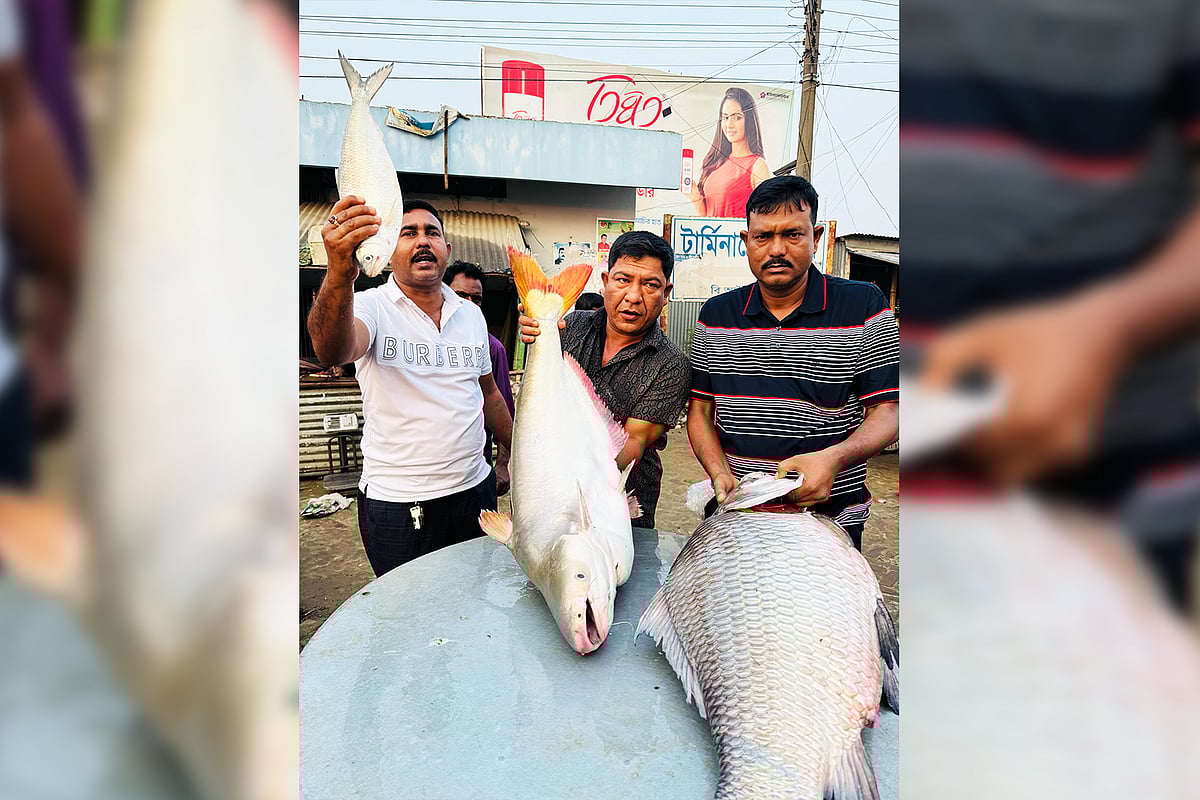 পদ্মা নদীর তিনটি কাতল ও একটি পাঙাশ মাছ বিক্রি হয়েছে প্রায় সোয়া লাখ টাকায়। আজ শনিবার রাজবাড়ীর দৌলতদিয়া ঘাট বাজারে