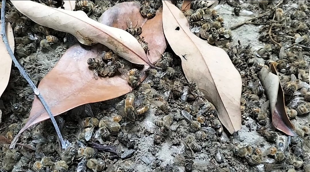 দিনাজপুরের বিরল উপজেলার জোড়কালী এলাকায় এভাবে মাটিতে পড়ে আছে মৃত মৌমাছি
