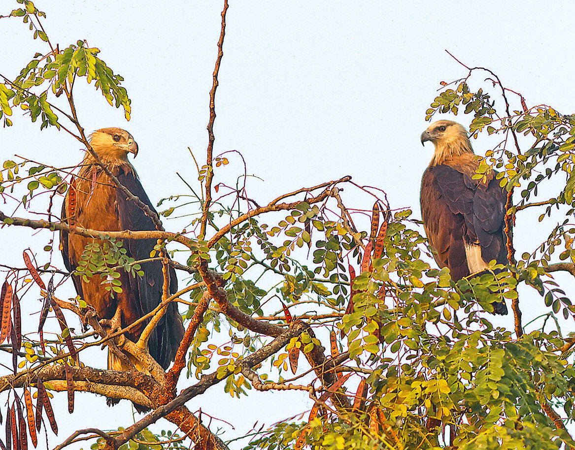 বিপন্ন এক জোড়া পালাসের কুড়া ইগল বাসা পাহারা দিচ্ছে। গত ১৪ ফেব্রুয়ারি টাঙ্গুয়ার হাওরের কামালপুরে