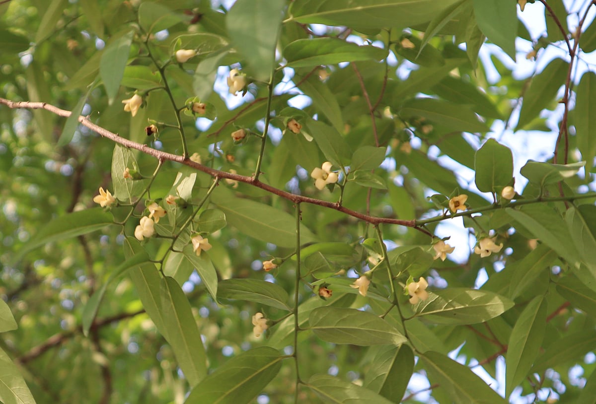 তমালগাছে ফুল ফুটেছে। মৌলভীবাজার সদর উপজেলার গোয়ালাবাড়িতে