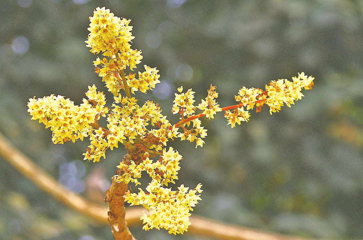 রংপুরে বেগম রোকেয়া বিশ্ববিদ্যালয় ক্যাম্পাসে ফুটেছে উদাল